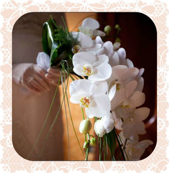orchidl1
